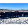 Image 2 : Bruce & Judy Dickson - 42 Cows (Leslieville, AB)