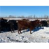 Image 3 : Bruce & Judy Dickson - 42 Cows (Leslieville, AB)