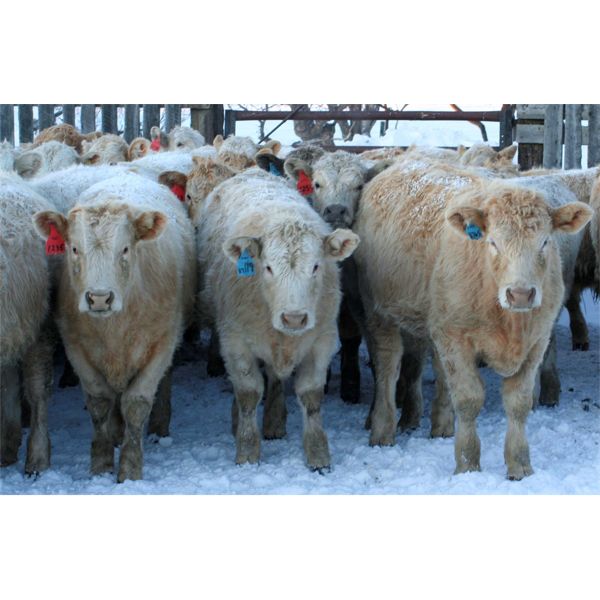 McKenzie Ranch - 735# Steers - 82 Head (Delisle, SK)