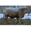 Image 7 : McKenzie Ranch - 735# Steers - 82 Head (Delisle, SK)