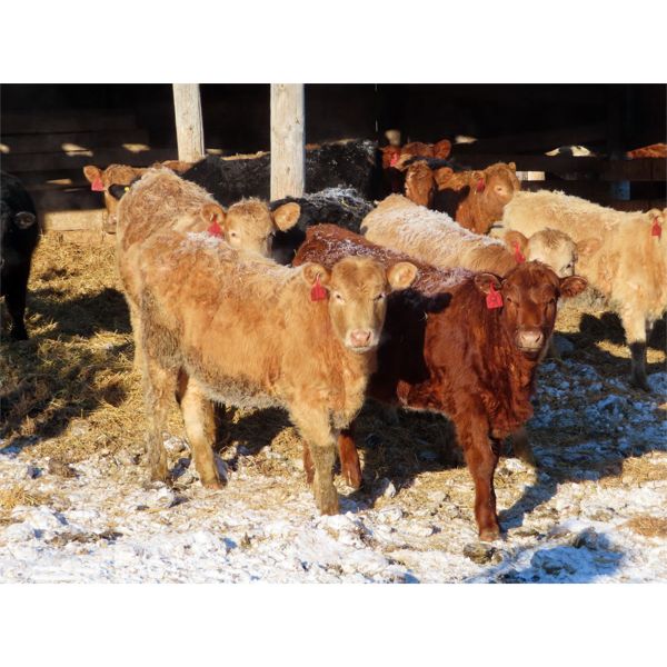 Jeff Schmidt - 650# Heifers - 30 Head (Cupar, SK)