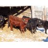 Image 3 : Jeff Schmidt - 650# Heifers - 30 Head (Cupar, SK)