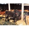 Image 4 : Jeff Schmidt - 650# Heifers - 30 Head (Cupar, SK)