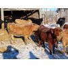 Image 5 : Jeff Schmidt - 650# Heifers - 30 Head (Cupar, SK)