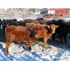 Image 6 : Jeff Schmidt - 650# Heifers - 30 Head (Cupar, SK)