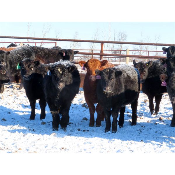 Dana Flaman - 675# Heifers - 35 Head (Southey, SK)