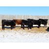 Image 4 : Dana Flaman - 675# Heifers - 35 Head (Southey, SK)