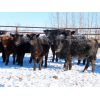 Image 5 : Dana Flaman - 675# Heifers - 35 Head (Southey, SK)