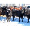 Image 6 : Dana Flaman - 675# Heifers - 35 Head (Southey, SK)
