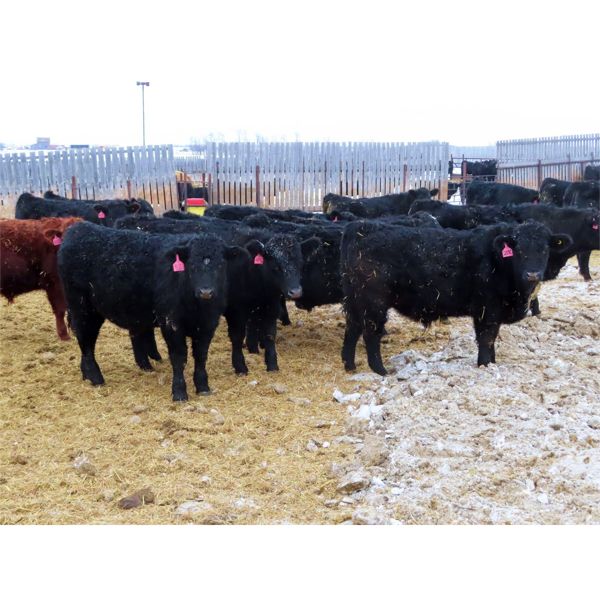 CDA Farms Ltd. - 940# Steers - 58 Head (Lemberg, SK)