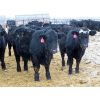 Image 2 : CDA Farms Ltd. - 940# Steers - 58 Head (Lemberg, SK)