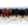 Image 3 : CDA Farms Ltd. - 940# Steers - 58 Head (Lemberg, SK)