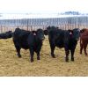 Image 4 : CDA Farms Ltd. - 940# Steers - 58 Head (Lemberg, SK)