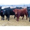 Image 5 : CDA Farms Ltd. - 940# Steers - 58 Head (Lemberg, SK)