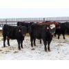 Image 6 : CDA Farms Ltd. - 940# Steers - 58 Head (Lemberg, SK)