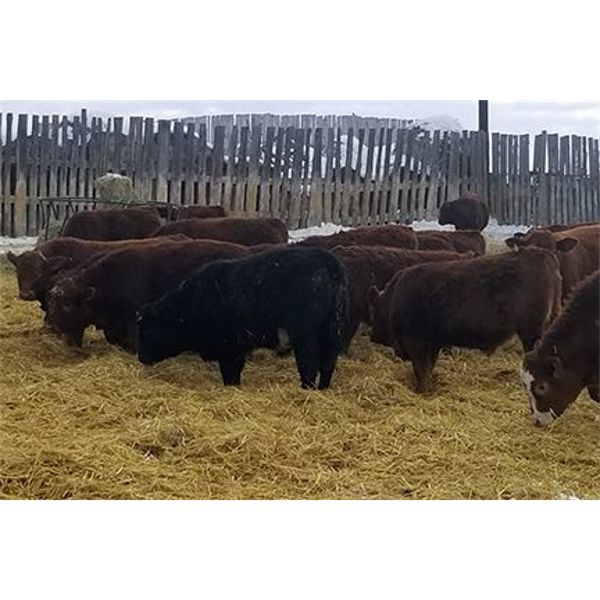 Jason & Spencer Goudy - 975# Steers - 62 Head (Corning, SK)