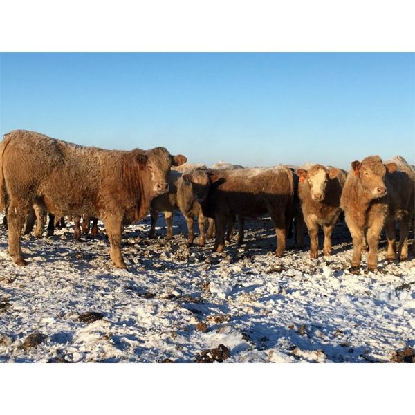 Grassy Flat Ranch - 840# Heifers - 75 Head (Dewberry, AB)