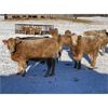 Image 2 : Grassy Flat Ranch - 840# Heifers - 75 Head (Dewberry, AB)