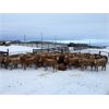 Image 3 : Grassy Flat Ranch - 840# Heifers - 75 Head (Dewberry, AB)