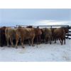 Image 4 : Grassy Flat Ranch - 840# Heifers - 75 Head (Dewberry, AB)