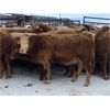Image 5 : Grassy Flat Ranch - 840# Heifers - 75 Head (Dewberry, AB)