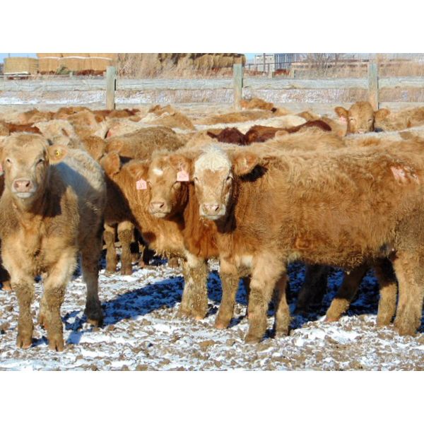 Island Vet Clinic - 850# Heifers - 216 Head (Taber, AB)