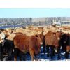 Image 2 : Island Vet Clinic - 850# Heifers - 216 Head (Taber, AB)