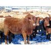 Image 4 : Island Vet Clinic - 850# Heifers - 216 Head (Taber, AB)