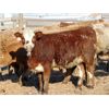 Image 9 : Island Vet Clinic - 850# Heifers - 216 Head (Taber, AB)