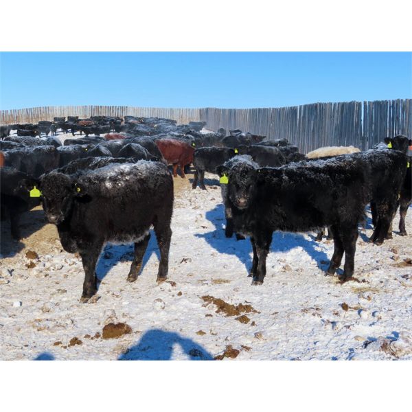 Knapp Farms - 600# Heifer Calves - 100 Head (Southey, SK)