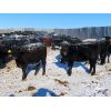 Image 1 : Knapp Farms - 600# Heifer Calves - 100 Head (Southey, SK)