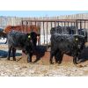 Image 3 : Knapp Farms - 600# Heifer Calves - 100 Head (Southey, SK)
