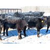 Image 4 : Knapp Farms - 600# Heifer Calves - 100 Head (Southey, SK)