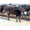 Image 5 : Knapp Farms - 600# Heifer Calves - 100 Head (Southey, SK)