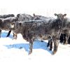 Image 6 : Knapp Farms - 600# Heifer Calves - 100 Head (Southey, SK)