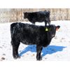 Image 8 : Knapp Farms - 600# Heifer Calves - 100 Head (Southey, SK)