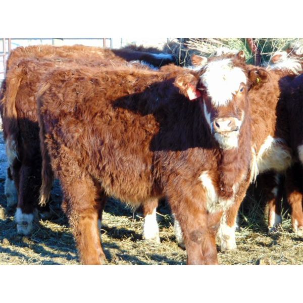 Kraus Bros. - 575# Steers - 45 Head (Duchess, AB)