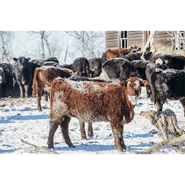 Ramage Land & Cattle - 600# Heifers - 200 Head (Fairlight, SK)