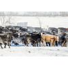 Image 4 : Ramage Land & Cattle - 600# Heifers - 200 Head (Fairlight, SK)