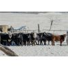 Image 5 : Ramage Land & Cattle - 600# Heifers - 200 Head (Fairlight, SK)