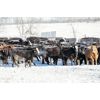 Image 6 : Ramage Land & Cattle - 600# Heifers - 200 Head (Fairlight, SK)