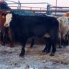 Image 2 : Cactus Ridge Enterprises - 88 Cows (Chauvin, AB)