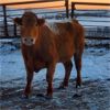 Image 4 : Cactus Ridge Enterprises - 88 Cows (Chauvin, AB)