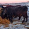 Image 5 : Cactus Ridge Enterprises - 88 Cows (Chauvin, AB)