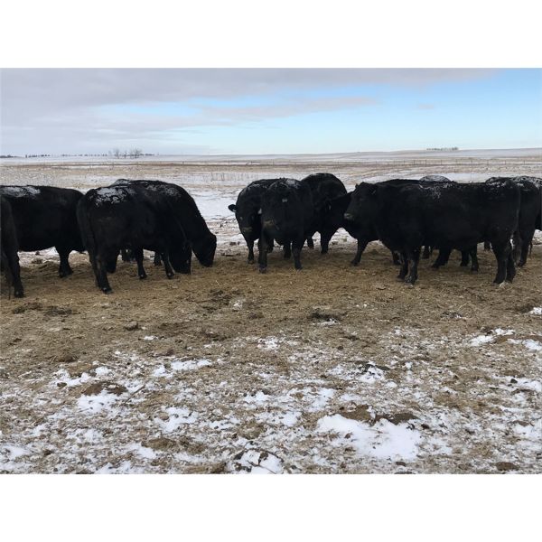 Robert Hampton - 20 Black 2nd - 4th Calf Bred Cows (Irricana, AB)