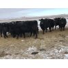 Image 2 : Robert Hampton - 20 Black 2nd - 4th Calf Bred Cows (Irricana, AB)