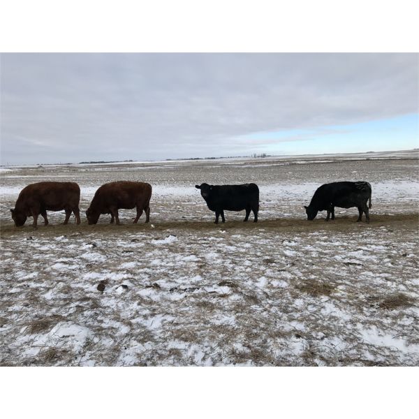 Robert Hampton - 8 Red 2nd & 3rd Calf Bred Cows (Irricana, AB)
