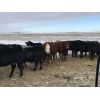 Image 2 : Robert Hampton - 8 Red 2nd & 3rd Calf Bred Cows (Irricana, AB)