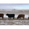 Image 3 : Robert Hampton - 8 Red 2nd & 3rd Calf Bred Cows (Irricana, AB)