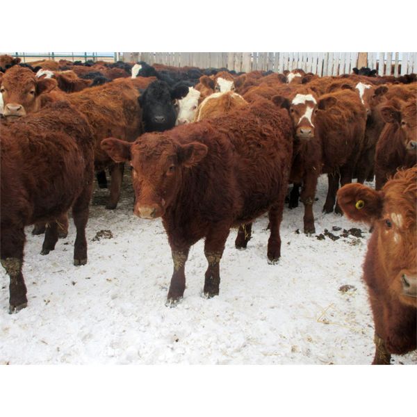 Vossepoel Cattle Co. - 674# Steers - 92 Head (Tilley, AB)